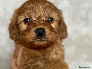 Cockapoo dogs Cockapoo puppies from a family home - Advert 15