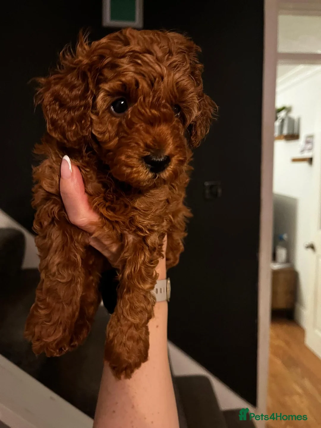 Toy Poodle dogs for sale: KC Registered Toy Poodle Puppies Available - Advert 11
