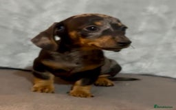 Mixed Breed dogs for sale: Daxijack Puppies Available ❤️💙 - Image 3