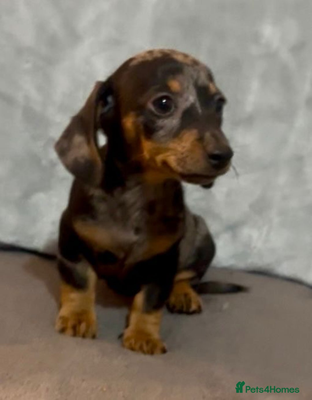 Mixed Breed dogs for sale: Daxijack Puppies Available ❤️💙 - Image 3