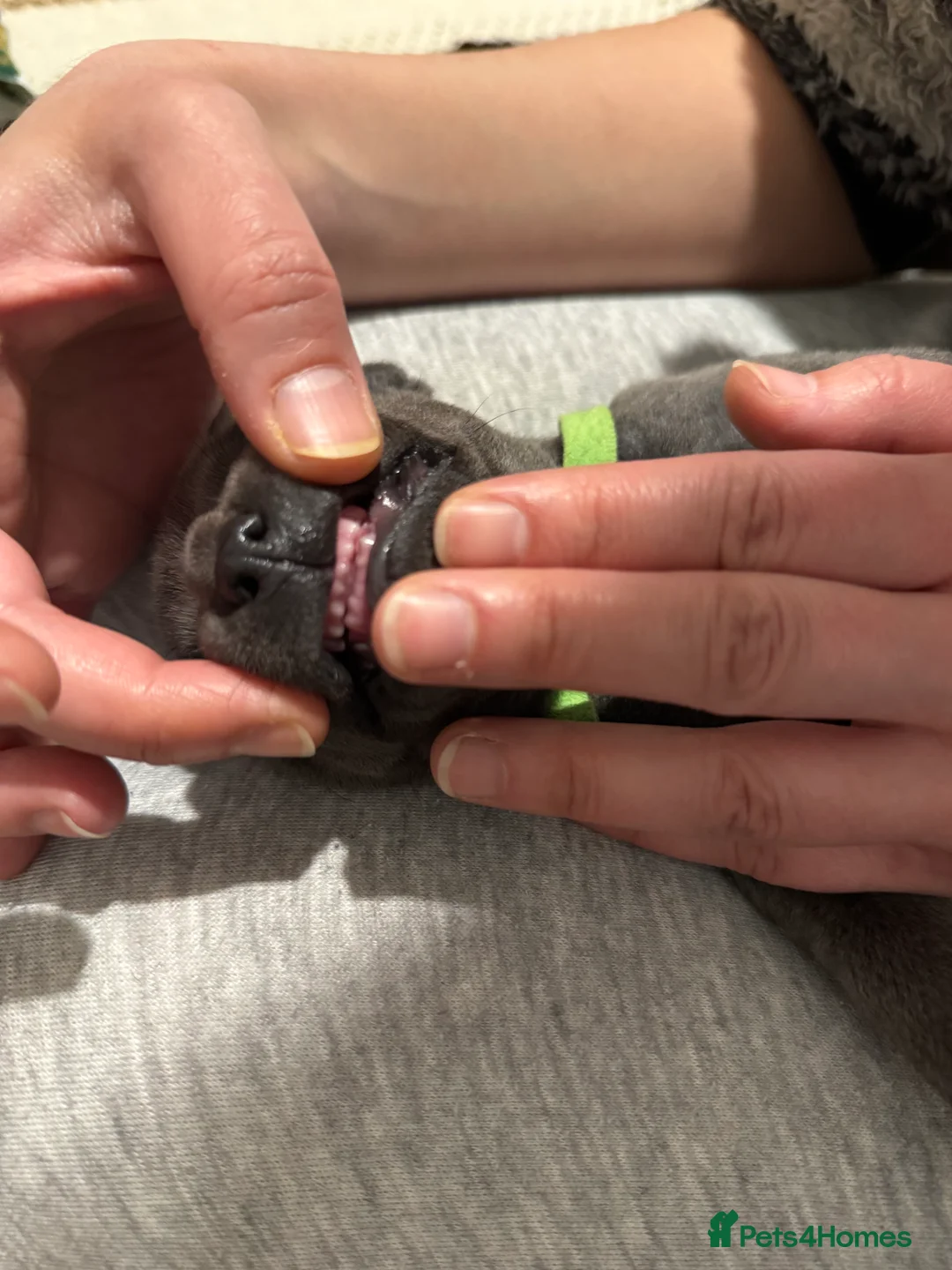 Staffordshire Bull Terrier dogs for sale: Top Quality Blue Staffys - Advert 7