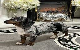 Dachshund dogs for sale: Dachshund bitch - Image 4