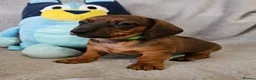 Dachshund dogs for sale: Gorgeous Long hair and short hair puppies - Advert 7