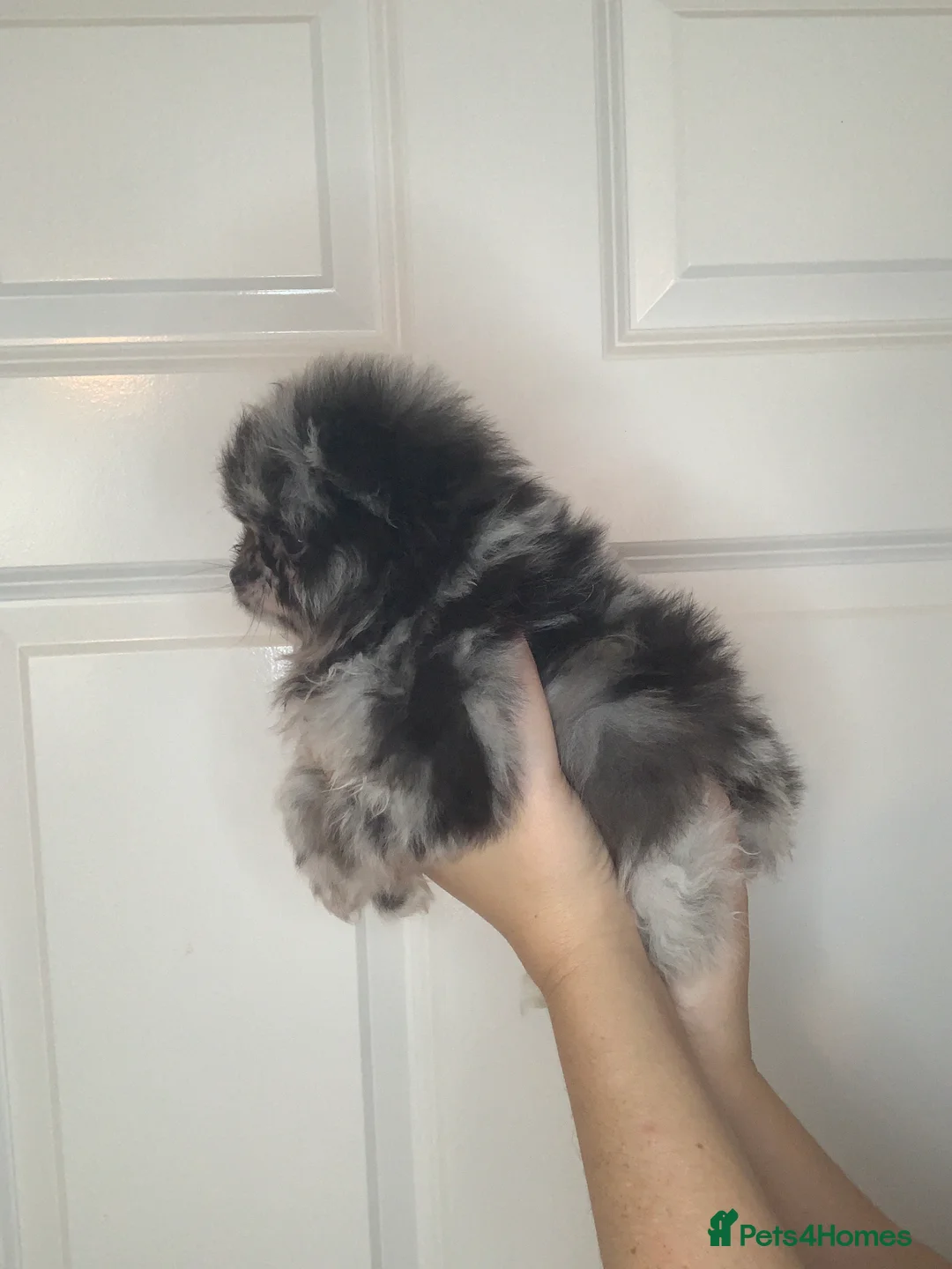 Pomeranian dogs for sale: EXQUISITE POMERANIAN PUPPIES (READY TO LEAVE) - Advert 9