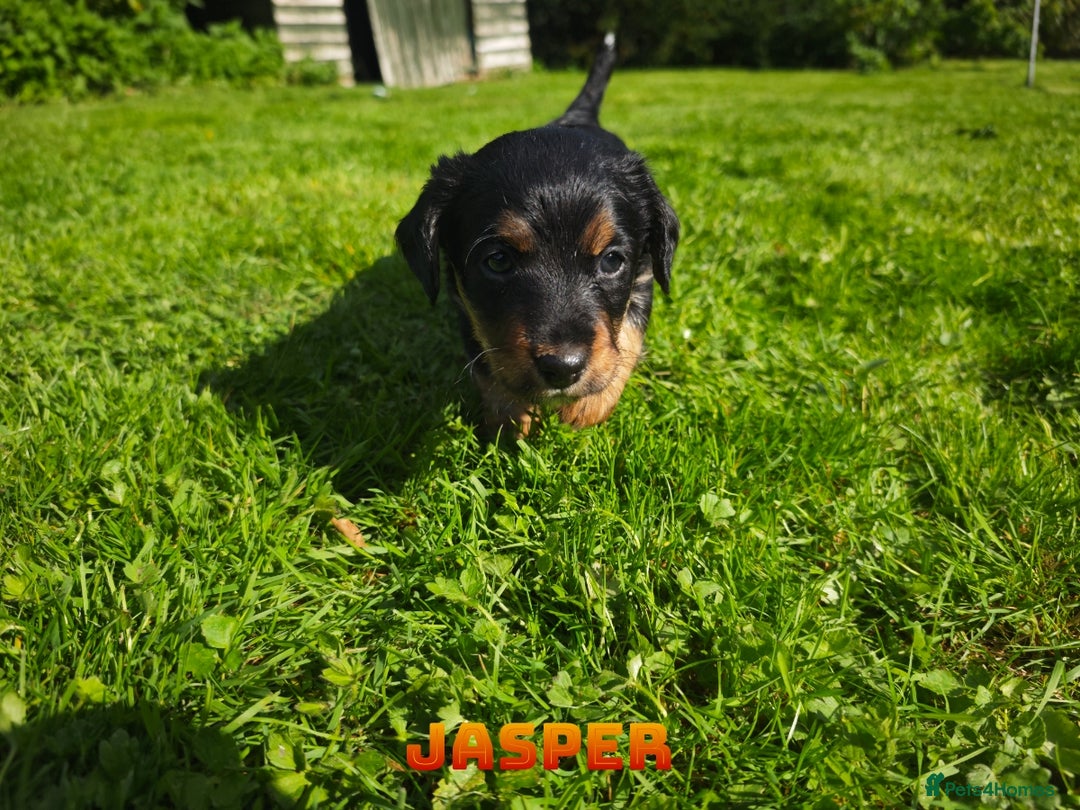Mixed Breed dogs for sale: Parson Russell Cross Puppies  - Image 23
