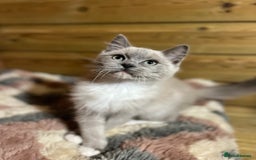 Ragdoll cats for sale: Tica Cherubim ragdoll kittens ready now  - Image 17