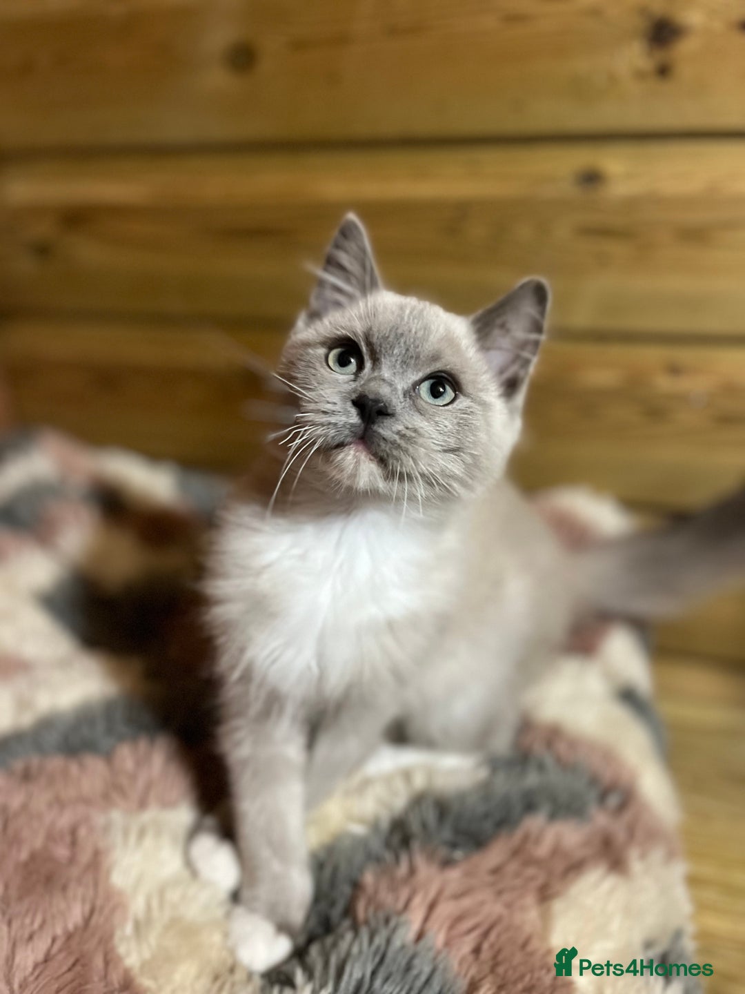 Ragdoll cats for sale: Tica Cherubim ragdoll kittens ready now  - Image 17