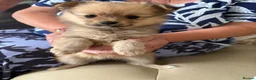 Pomeranian dogs for sale: 3 gorgeous Pomeranian puppies - Advert 1
