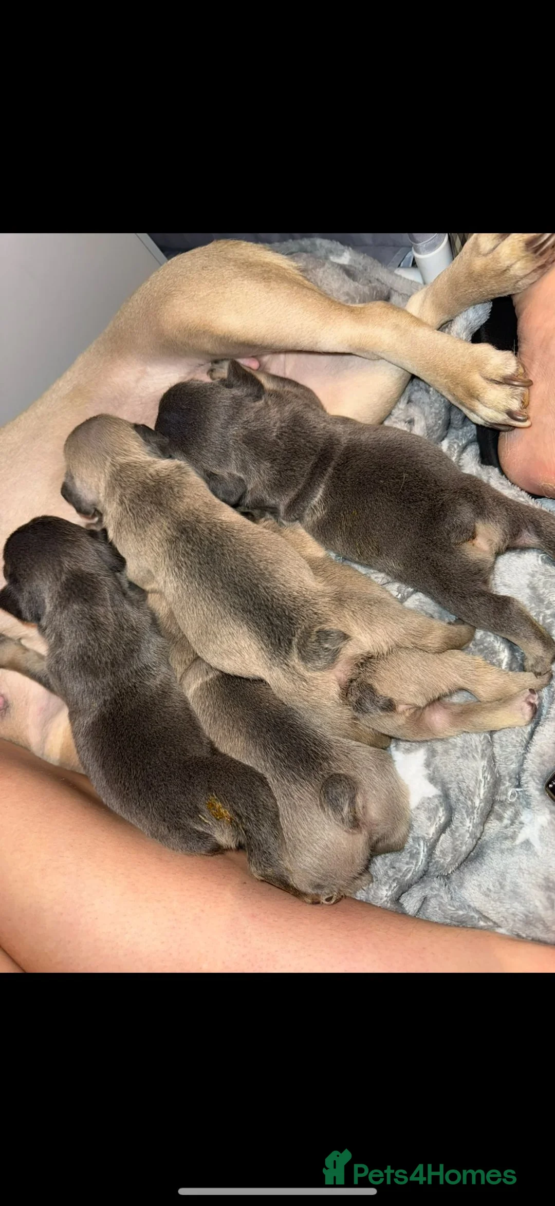 French Bulldog dogs for sale: French bull dog puppy’s for sale  - Advert 19