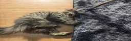 Maine Coon cats for sale: Ready now adorable maine coon Kittens 2 boys - Advert 11