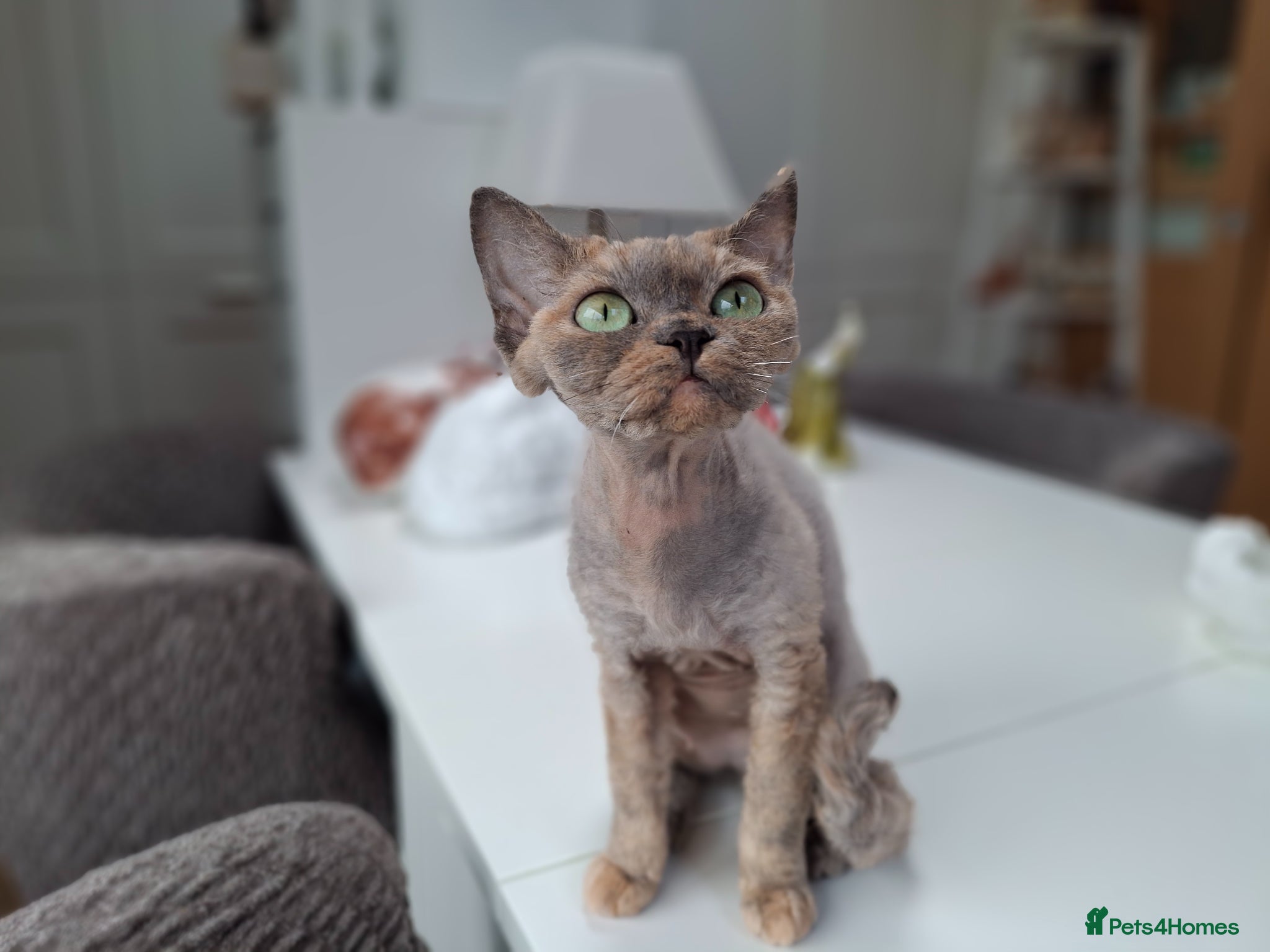 Devon Rex cats Devon rex Kittens-FIFE Registered Pedigree - Advert 2