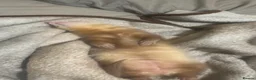 Ferret rodents for sale: female ferret (including cage) - Advert 4