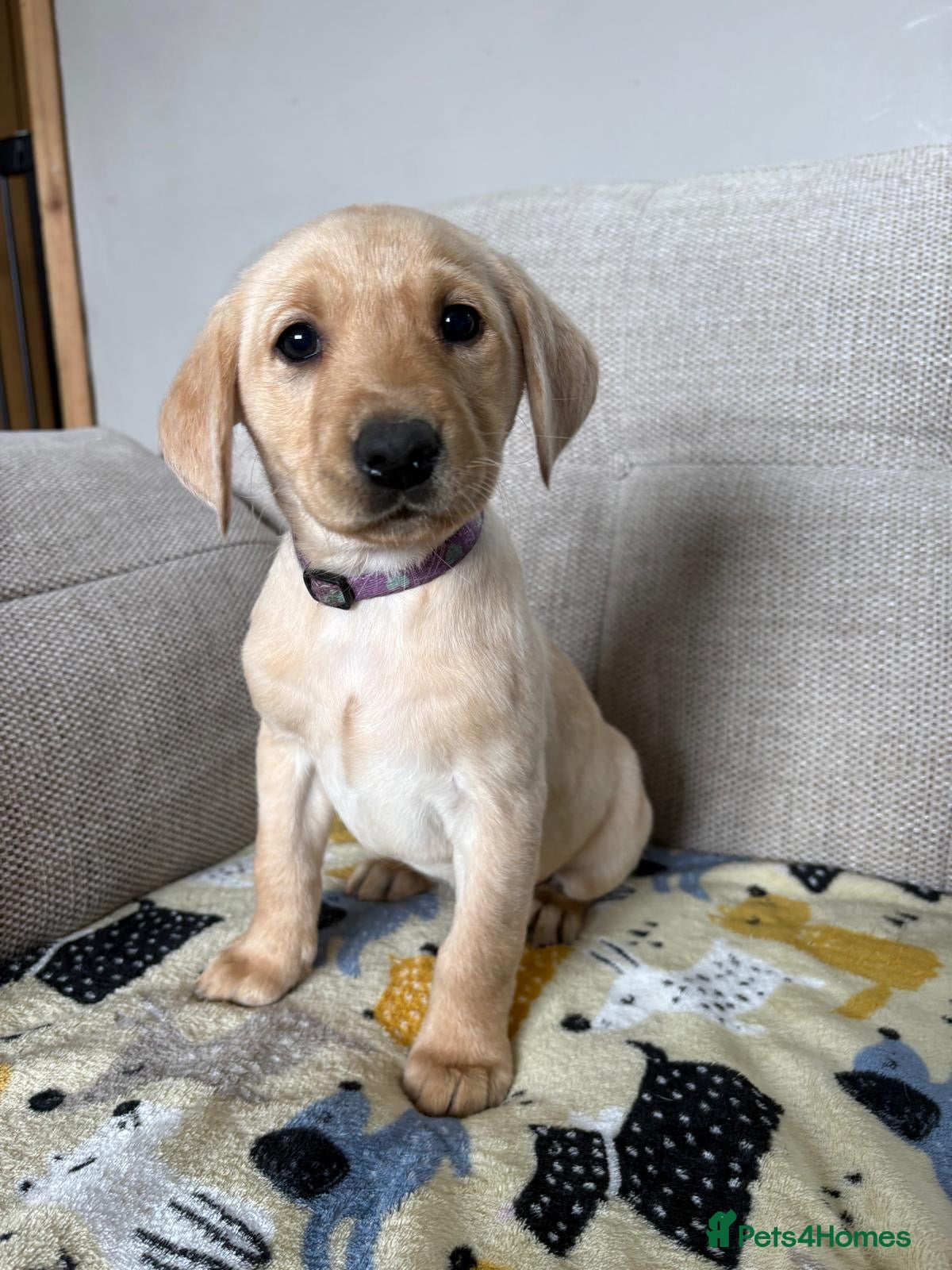 Labrador Retriever dogs Stunning Labrador puppies 🐶  - Advert 1