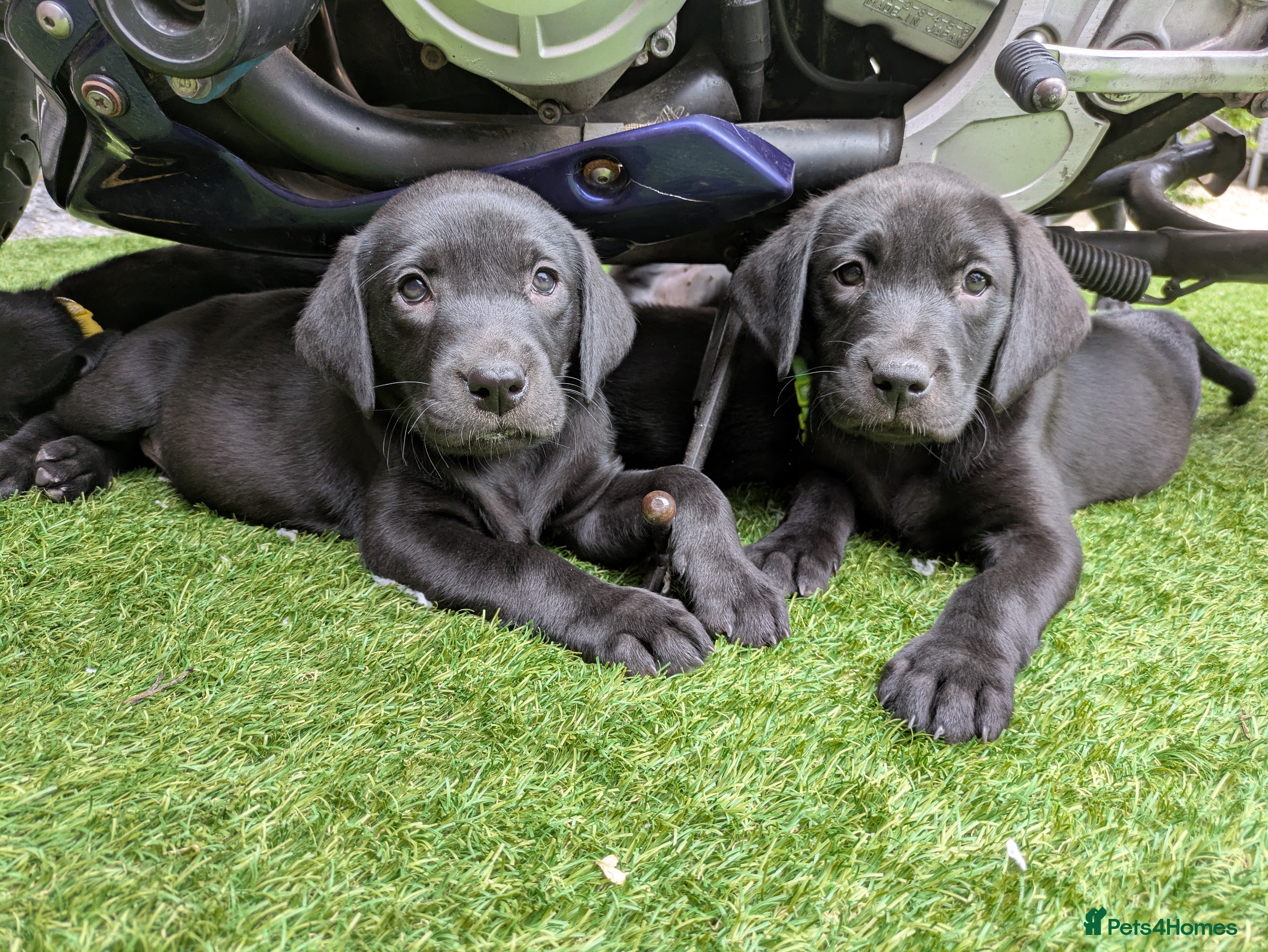 Labrador Retriever dogs Stunning Black Labrador Puppies-Ready 1st April - Advert 2