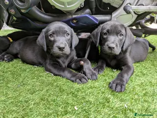 Labrador Retriever dogs Stunning Black Labrador Puppies-Ready 1st April - Advert 2