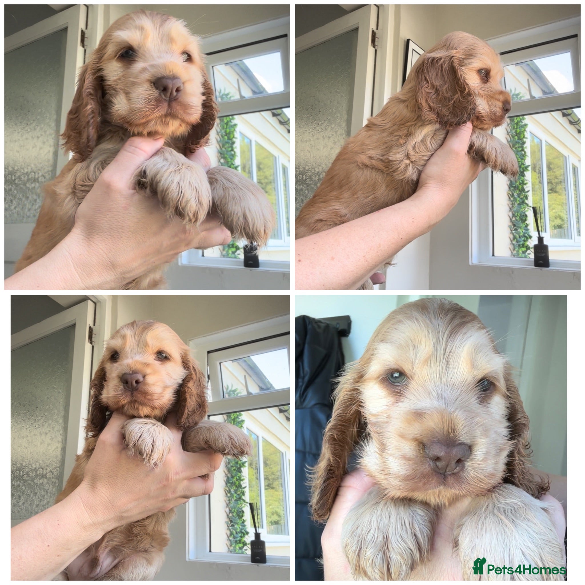 Cocker Spaniel dogs KC Registered Sable Show cocker spaniels  - Advert 1
