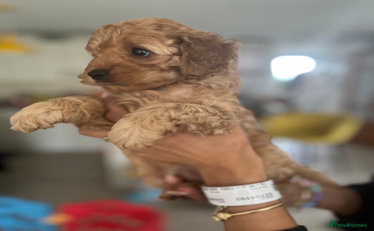 Cavapoo dogs - Advert 3