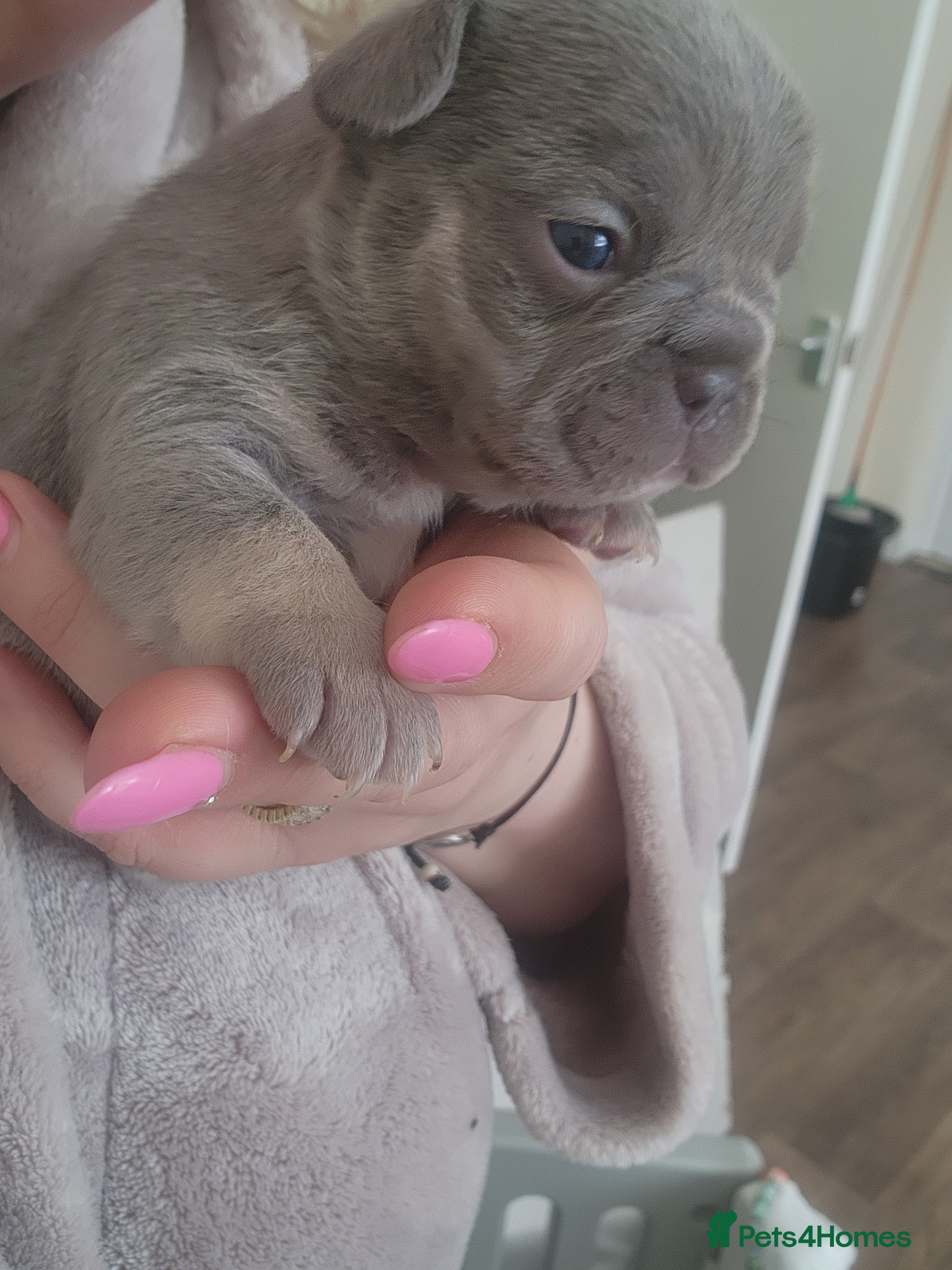 French Bulldog dogs for sale: French Bulldog puppies - Advert 13