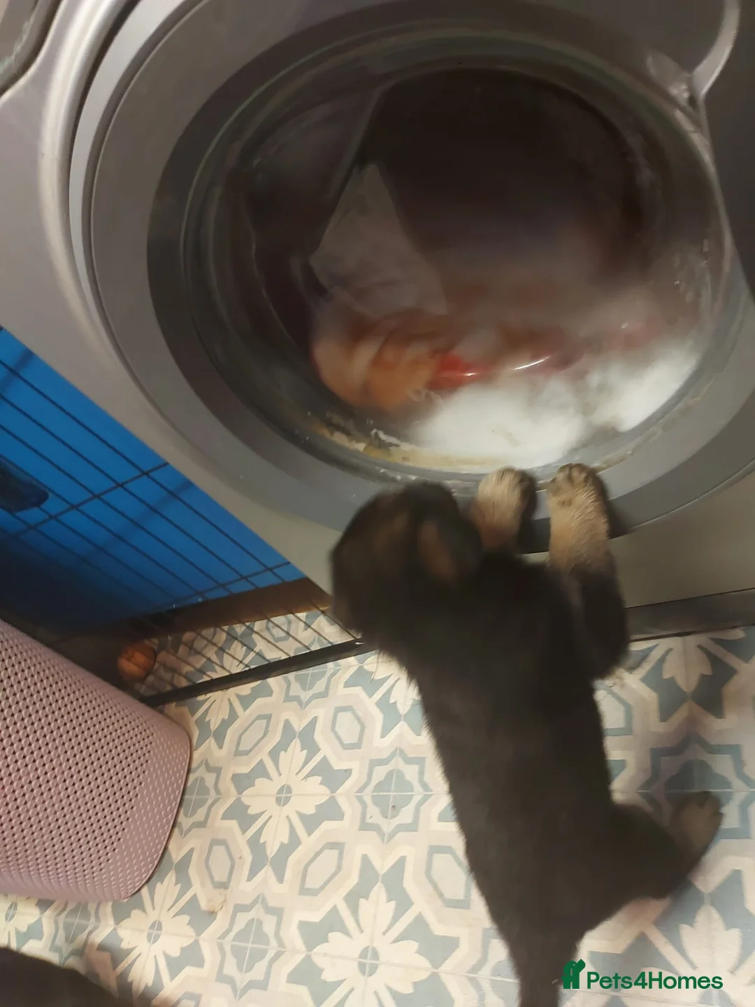 German Shepherd dogs for sale: Stunning german sheppards - Advert 8