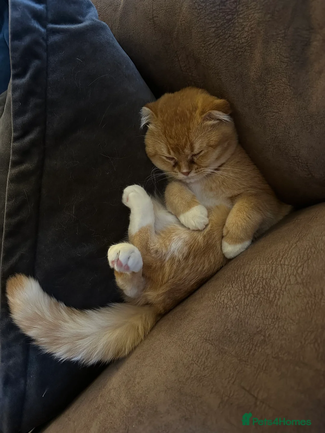 Scottish Fold cats for sale: Coco & Pumpkin  - Advert 10