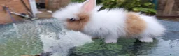 Lionhead rabbits for sale: Lion head bunnies  - Advert 5