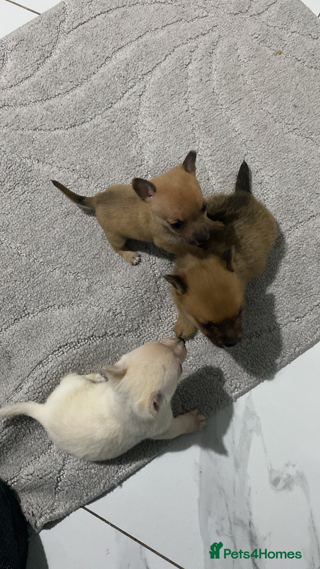 Chihuahua dogs for sale: 3 beautiful chihuahua puppies  - Advert 6
