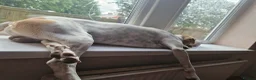 Mixed Breed dogs for adoption: Lucky, dream boy pointer 1 years old  in Nottingham - Advert 12