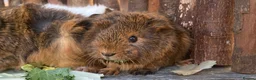 Guinea Pig rodents for sale: Abyssinian/ long-haired babies - Advert 13