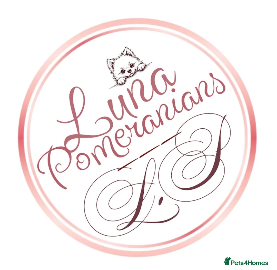 Pomeranian dogs for sale: READY🏡DWKC✨DNA 100% POM!🧬HEALTH TESTED!🧬 - Advert 18