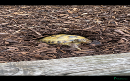 Tortoise reptiles for sale: Horsefield tortoise - Image 4