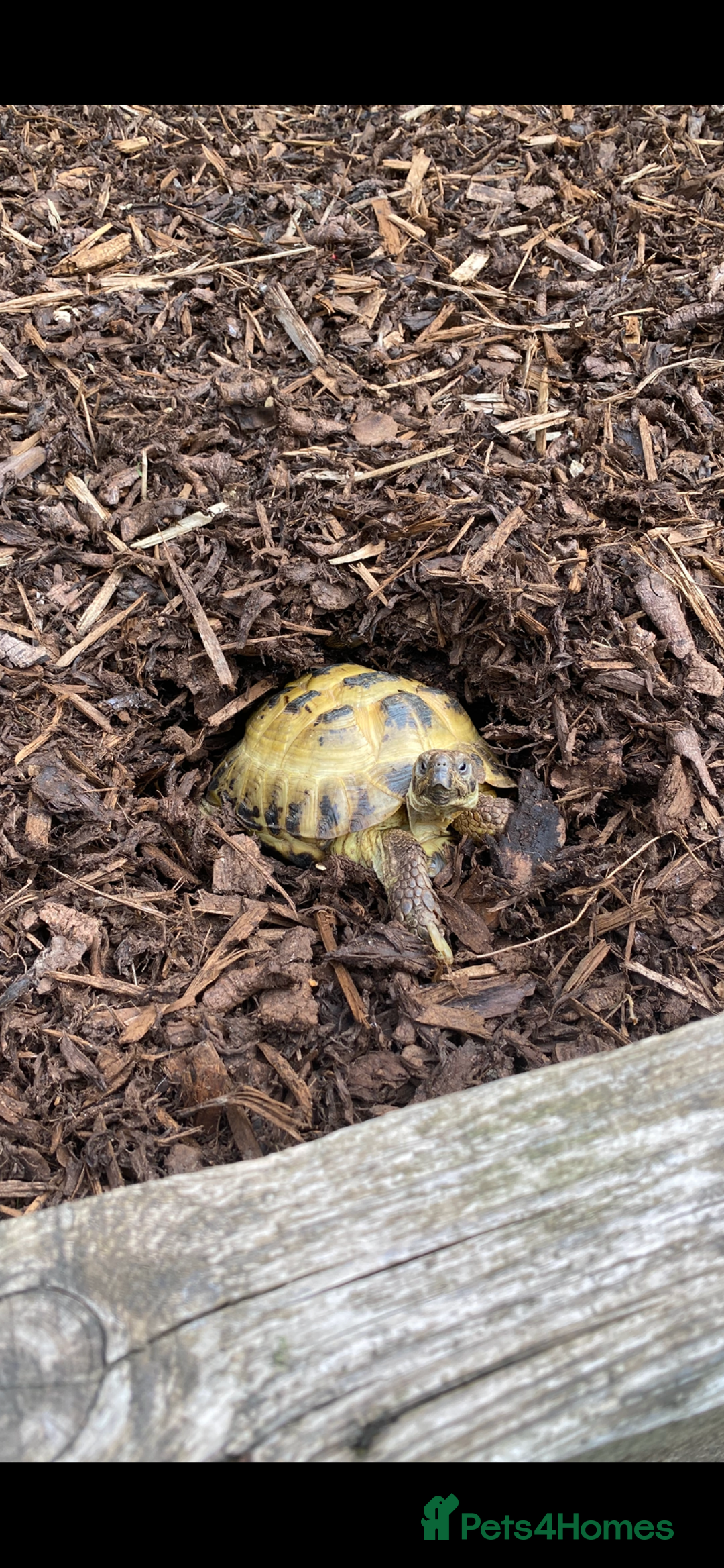 Tortoise reptiles for sale: Horsefield tortoise - Image 4