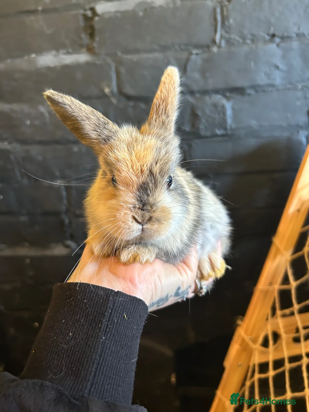 Mini Lion Lop rabbits for sale: Female Mini Lion Lop Ready Now 🩷 in Luton - Advert 2
