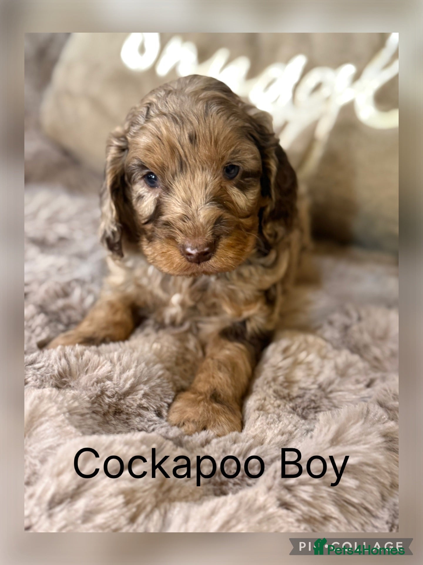 Cockapoo dogs Choc & Choc Merle F1 Cockapoo Boy - Advert 1