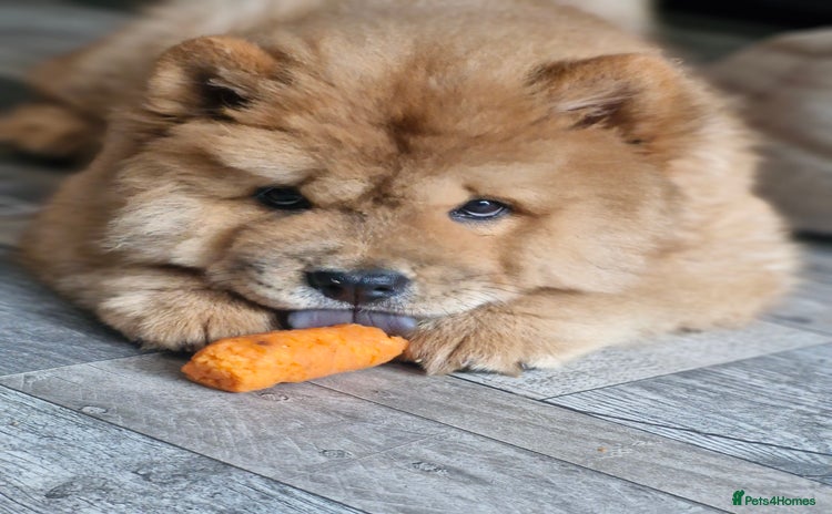 Chow Chow dogs - Advert 1
