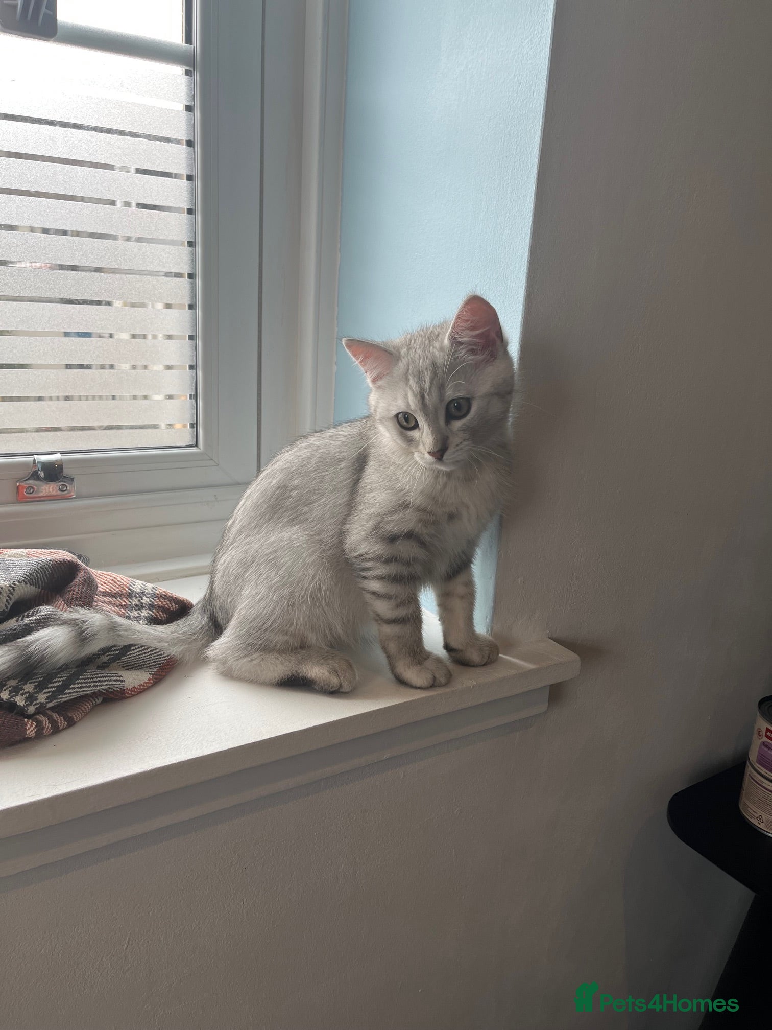 British Shorthair cats for sale: BHS x kittens - Advert 27