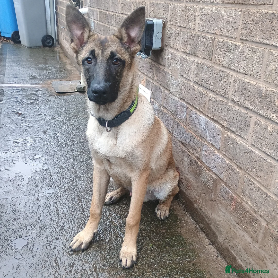 Belgian Shepherd Dog dogs for sale: 7 Month Belgian shepherd - Advert 2