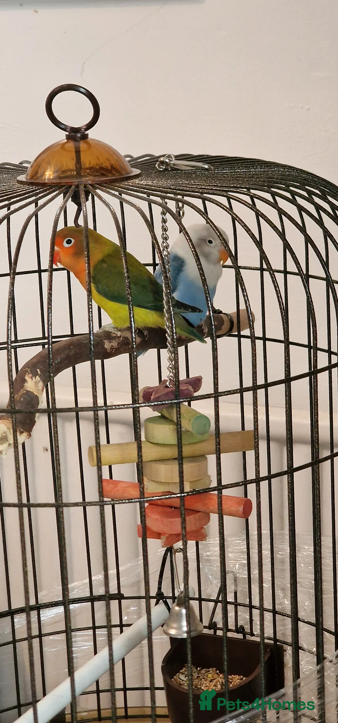 Lovebirds birds for sale: Baby lovebirds  - Advert 3