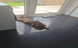 Patterjack dogs for sale: Meet Shelby, currently living in Rochdale - Image 5