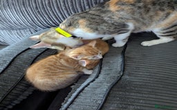 Mixed Breed cats for sale: 9 week old kittens - Image 4