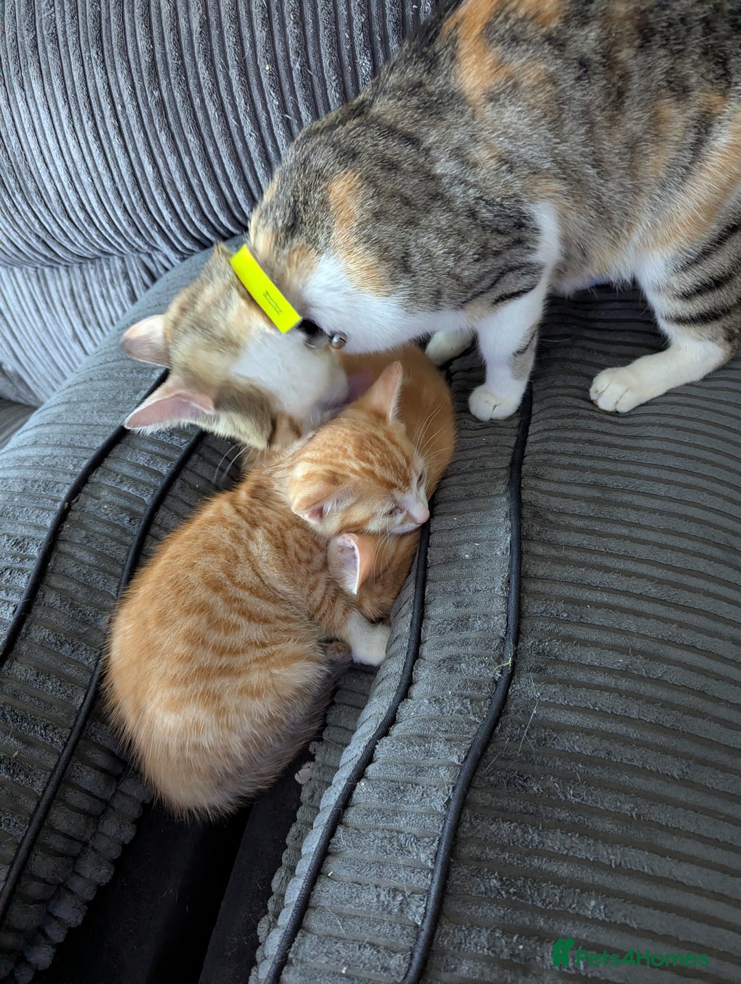 Mixed Breed cats for sale: 9 week old kittens - Image 4