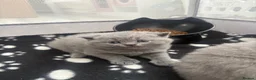 British Shorthair cats for sale: Chunky GCCF registered British shorthair kittens  in Leeds - Advert 11