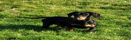 Miniature Dachshund dogs for stud: MINIATURE DACHSHUND SMOOTH STUD DOG - Advert 2