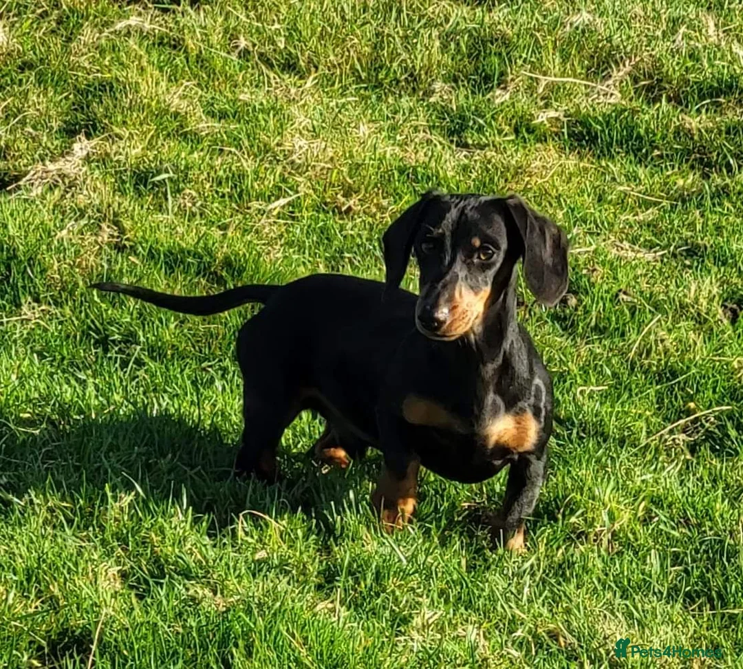 Miniature Dachshund dogs for stud: MINIATURE DACHSHUND SMOOTH STUD DOG - Advert 2