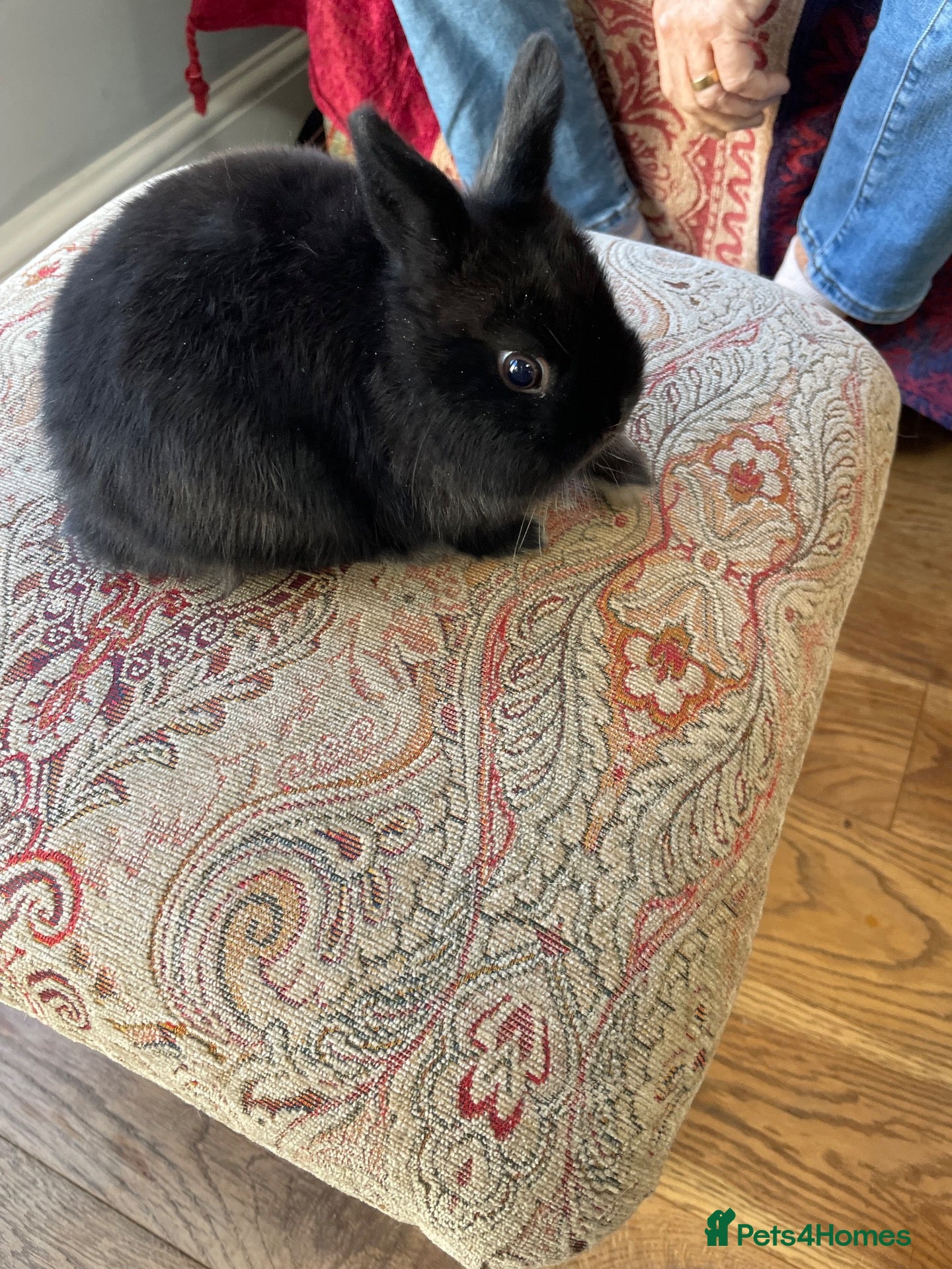 Mixed Breed rabbits  Netherland Dwarf & one mixed bred female Bunny .  - Advert 5