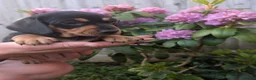 Miniature Dachshund dogs for sale: Miniature dachshund puppies - Advert 16
