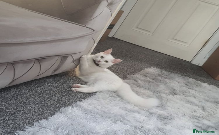 Turkish Angora cats - Advert 5