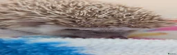 Pygmy Hedgehog rodents for sale: Milligan is looking for a 5* home/ Rehomed Now - Advert 5