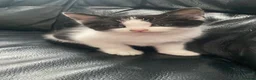 Mixed Breed cats for sale: Kittens  - Advert 6