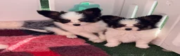 Papillon dogs for sale: Beautiful Pedigree Papillon Puppies in Stourport-on-Severn - Advert 16