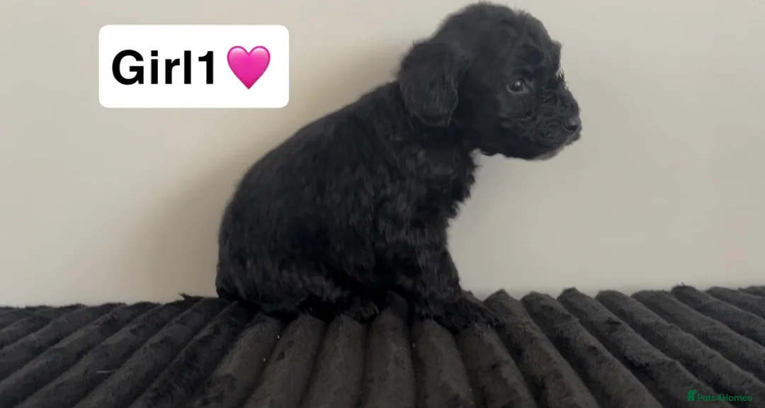 Cockapoo dogs for sale: Cockapoo puppies  - Advert 35